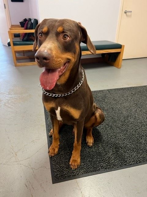 Large brown and tan dog sitting.